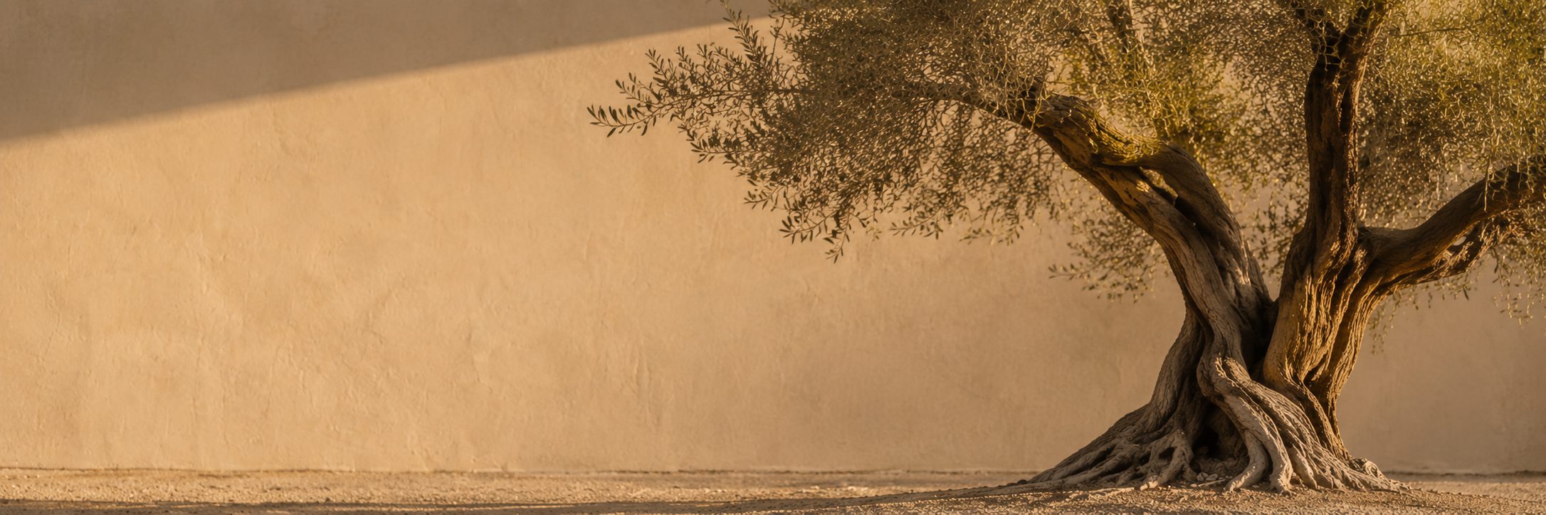 Branche d’olivier, image de la patience qui inspire la Maison Consonance